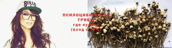 PSILOCYBIN Горнозаводск